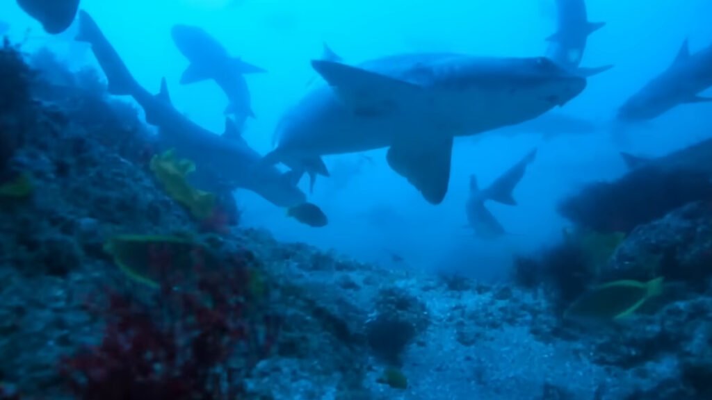 All The Sharks Review Still 2