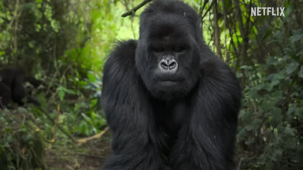A Gorilla Story: Told By David Attenborough Review Still 2