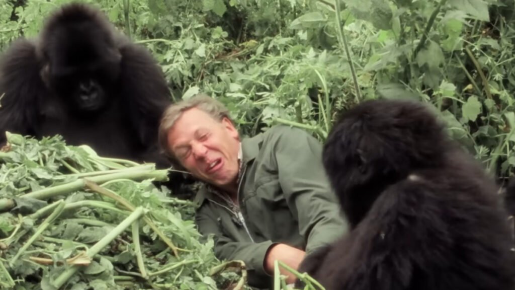 A Gorilla Story: Told By David Attenborough Review Still 3